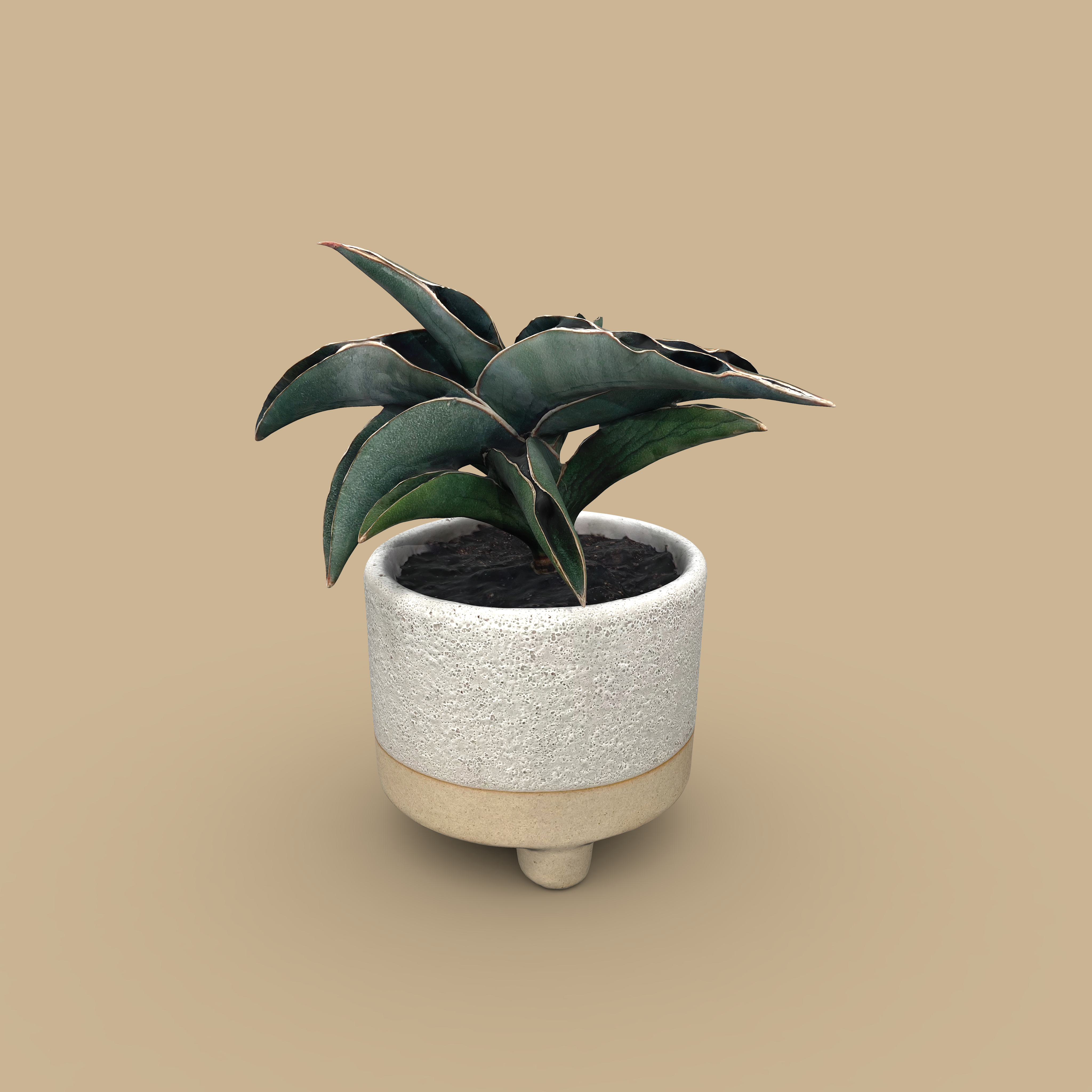 Samurai Snake Plant in Small Delray Pot screenshot