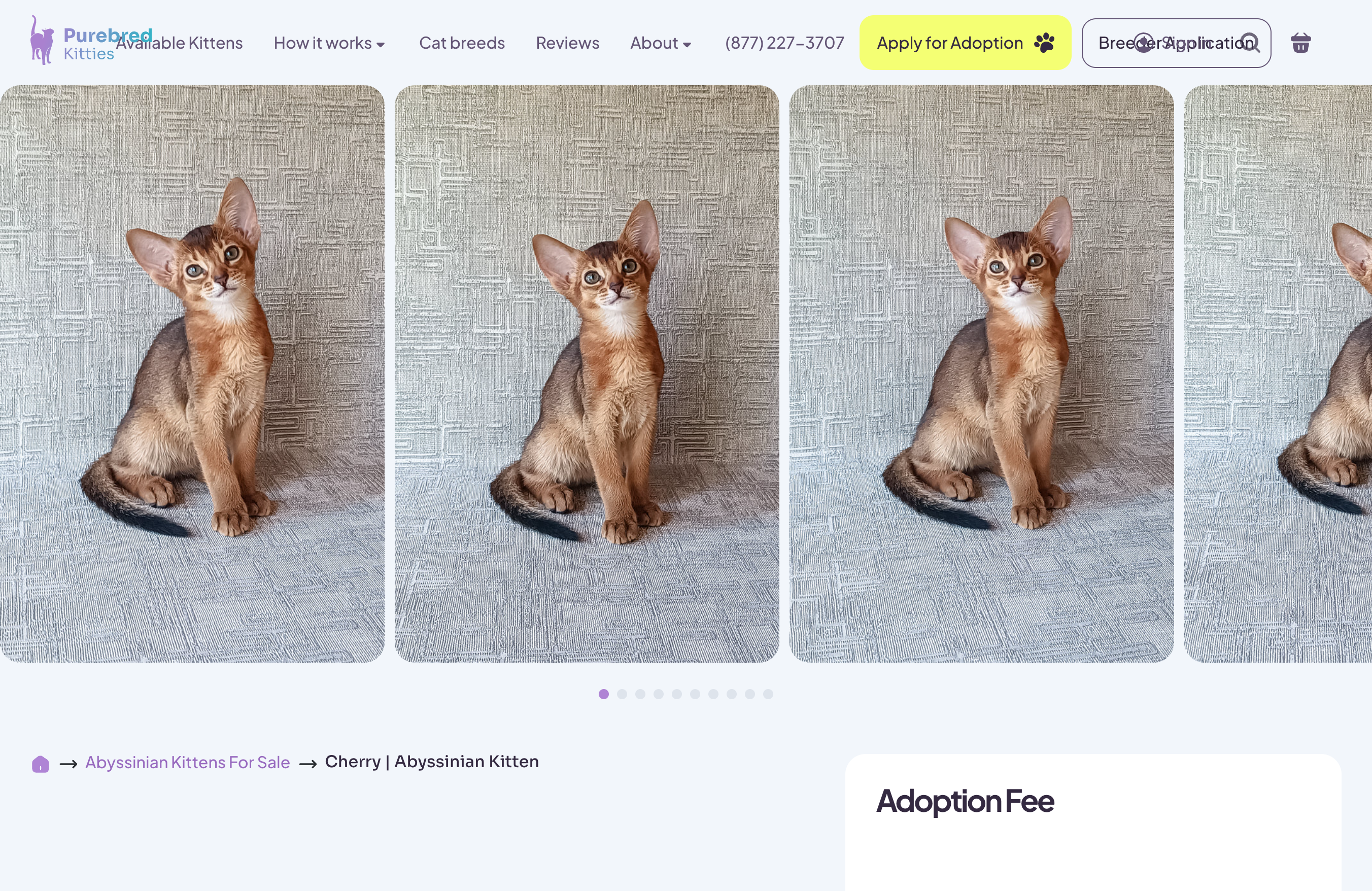 Pure Bred Kitties screenshot 5